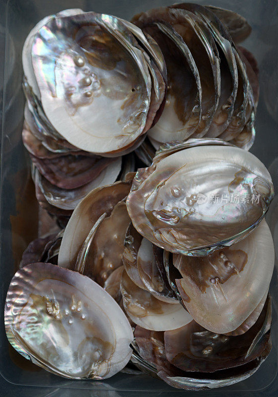 olyter shell-clam壳